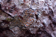 Athallia pyracea