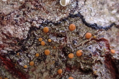 Athallia pyracea