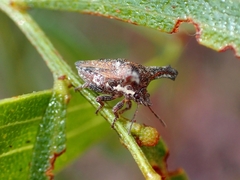 Deroploopsis