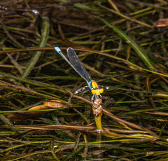 Pseudagrion aureofrons