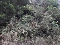 Lophospermum erubescens