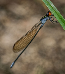 Pseudagrion ignifer