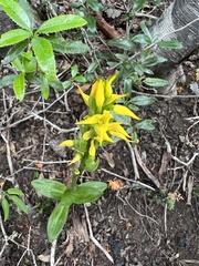 Gavilea lutea