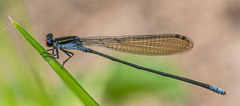 Pseudagrion ignifer