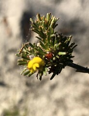 Phyllota pleurandroides