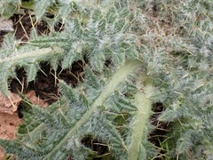Cirsium vulgare