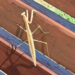 Tenodera australasiae