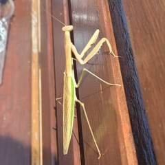Tenodera australasiae