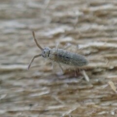 Entomobrya unostrigata