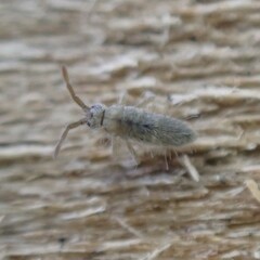 Entomobrya unostrigata