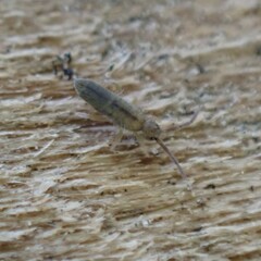 Entomobrya unostrigata