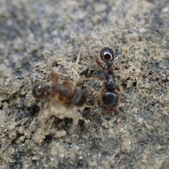 Tetramorium immigrans