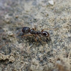 Tetramorium immigrans