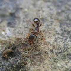 Tetramorium immigrans