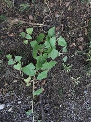 Lophospermum erubescens