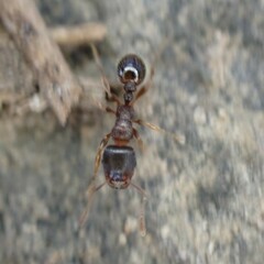 Tetramorium immigrans