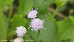 Praxelis clematidea
