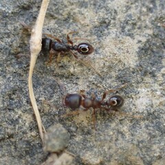 Tetramorium immigrans