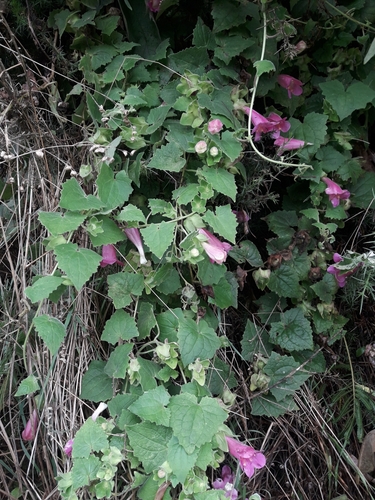 Image of Lophospermum erubescens by (c) naturewatchwidow, some rights reserved (CC BY)