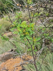 Heteromorpha