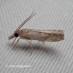 Culladia hastiferalis