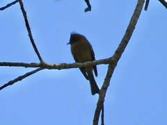 Mitrephanes phaeocercus