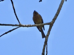 Mitrephanes phaeocercus