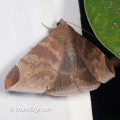 Pindara illibata