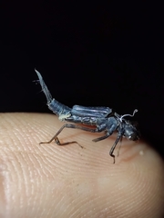 Zygoptera
