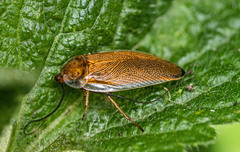 Ellipsidion humerale