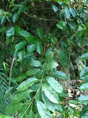 Itea parviflora