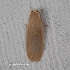 Danielithosia immaculata