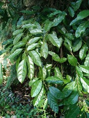 Itea parviflora