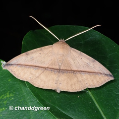 Ugia purpurea