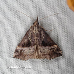 Hypena laceratalis