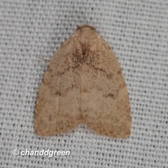 Anachrostis