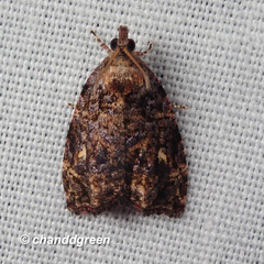 Gatesclarkeana idia