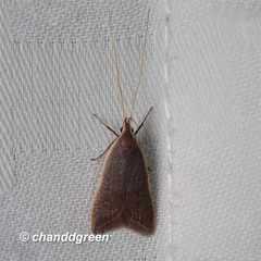 Homaloxestis multidentalis