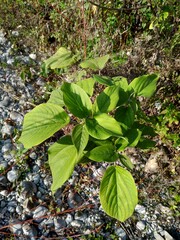 Acalypha angatensis