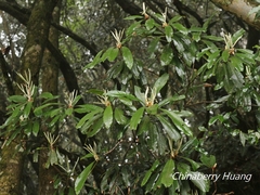 Rhododendron formosanum