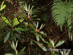 Rhododendron formosanum