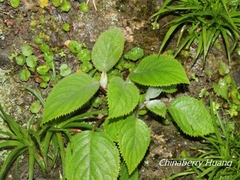 Hydrangea aspera