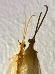 Norfolius howensis