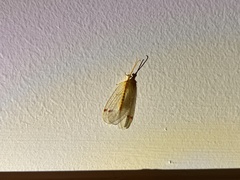 Norfolius howensis