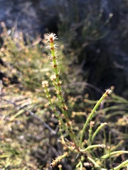 Allocasuarina mackliniana