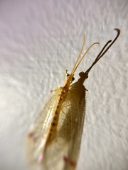 Norfolius howensis