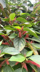 Acalypha hispida