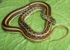 Amphiesma stolatum