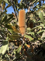Banksia ornata