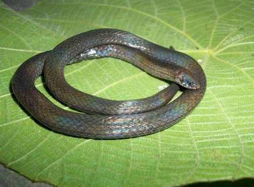 Blyth's Reticulate Snake